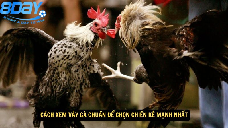 cach-xem-vay-ga