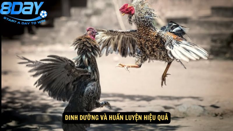 che-do-cham-soc-ga-da