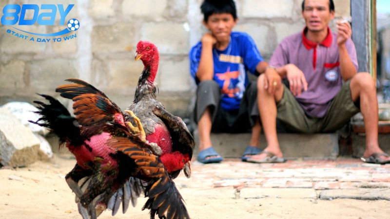 gioi-thieu-ve-da-ga-cua-dao