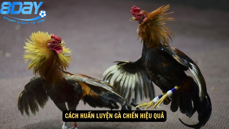da-ga-my-cua-dao