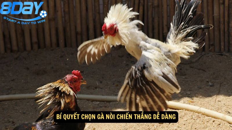 da-ga-noi