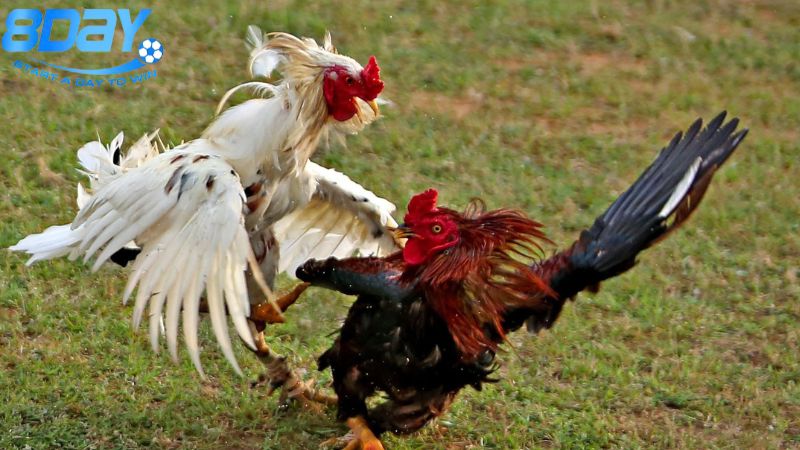 Gà chọi ô tía: Đặc điểm nổi bật và cách huấn luyện 2 dac-diem-cua-ga-choi-o-tia