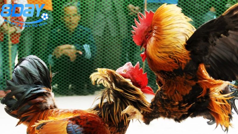 Gà chọi ô tía: Đặc điểm nổi bật và cách huấn luyện 3 tinh-cach-va-temperament