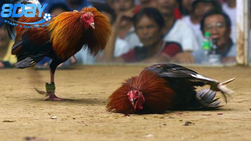 Gà chọi ô tía: Đặc điểm nổi bật và cách huấn luyện 4 lich-su-va-nguon-goc