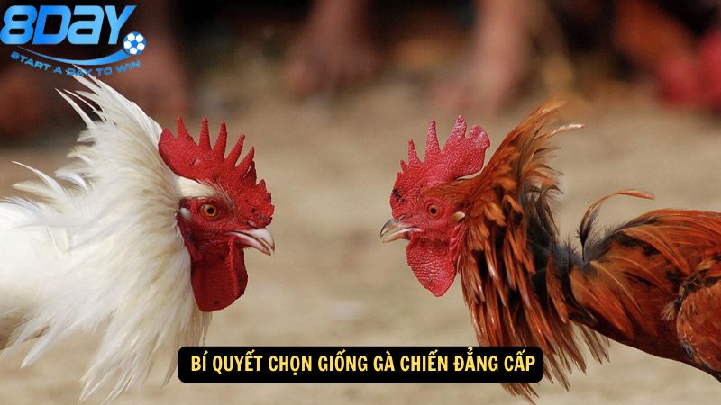 ga-mong-vua