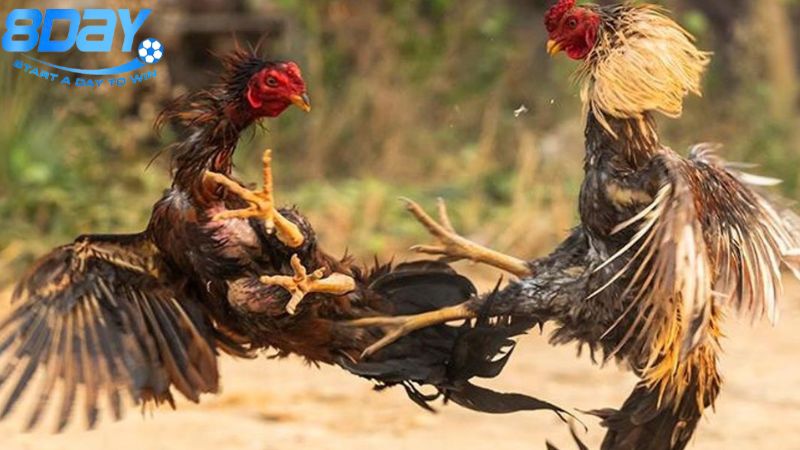Kỹ thuật nuôi gà chọi: Hướng dẫn từ cơ bản đến nâng cao 2 gioi-thieu-ve-ga-choi