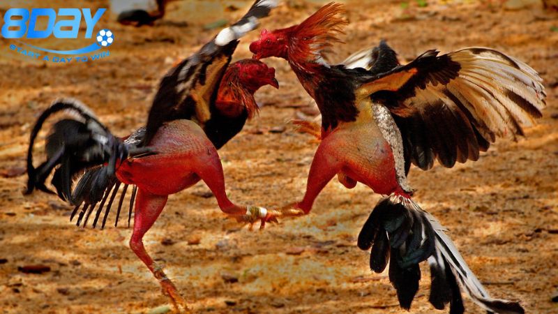 Kỹ thuật nuôi gà chọi: Hướng dẫn từ cơ bản đến nâng cao 4 che-do-dinh-duong-cho-ga-choi