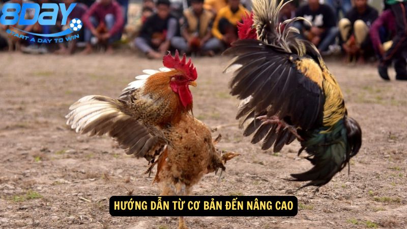 ky-thuat-nuoi-ga-choi