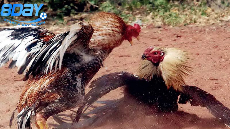 Màu mạng đá gà: Mỗi màu mang lại sức mạnh riêng 3 mau-mang-trong-cac-tran-dau