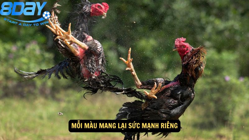 mau-mang-da-ga