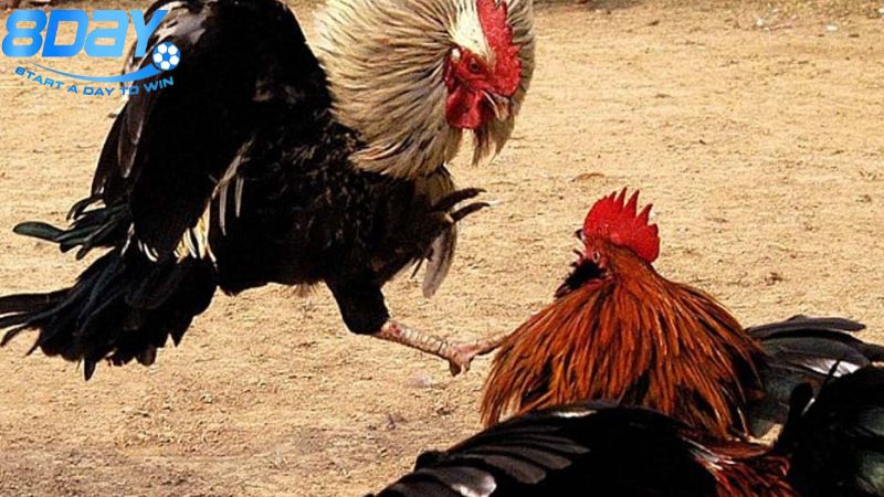 Mô hình nuôi gà đá: Bí quyết xây dựng chuồng chuẩn 2 gioi-thieu-tong-quan
