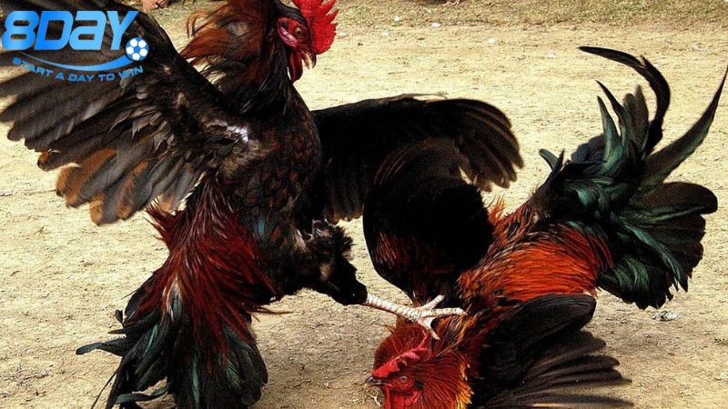 Mô hình nuôi gà đá: Bí quyết xây dựng chuồng chuẩn 4 cac-yeu-to-can-thiet-trong-mo-hinh-nuoi-ga-da