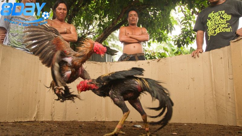 gioi-thieu-ve-truong-ga-le-thanh
