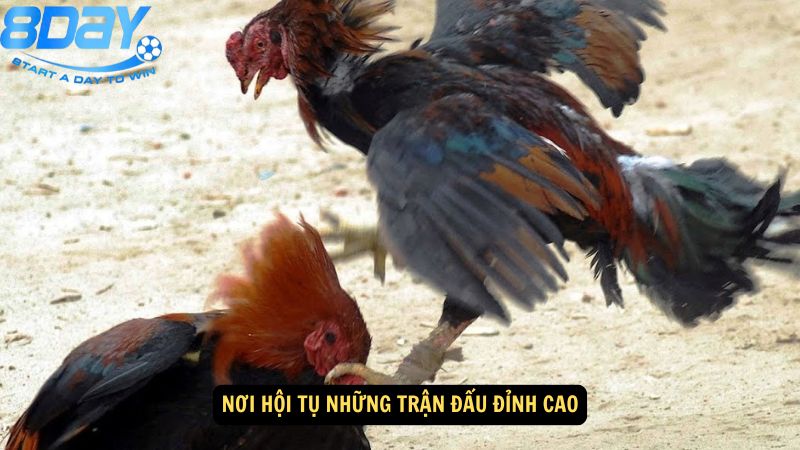 truong-ga-savan